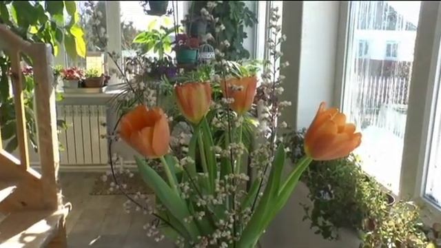 Монстера! Мой маленький зимний сад! смотреть онлайн