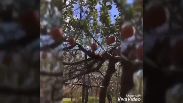 Eat all you can apples 🍎 смотреть онлайн