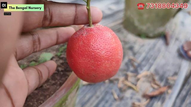 Red Pati lemon ll All Time Thai Red Pati lemon ll Online Fruit Plant Nursery ll #lemon смотреть онлайн