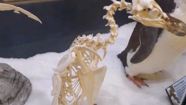 SKELETONS: Museum of Osteology at ICON Park Orlando смотреть онлайн