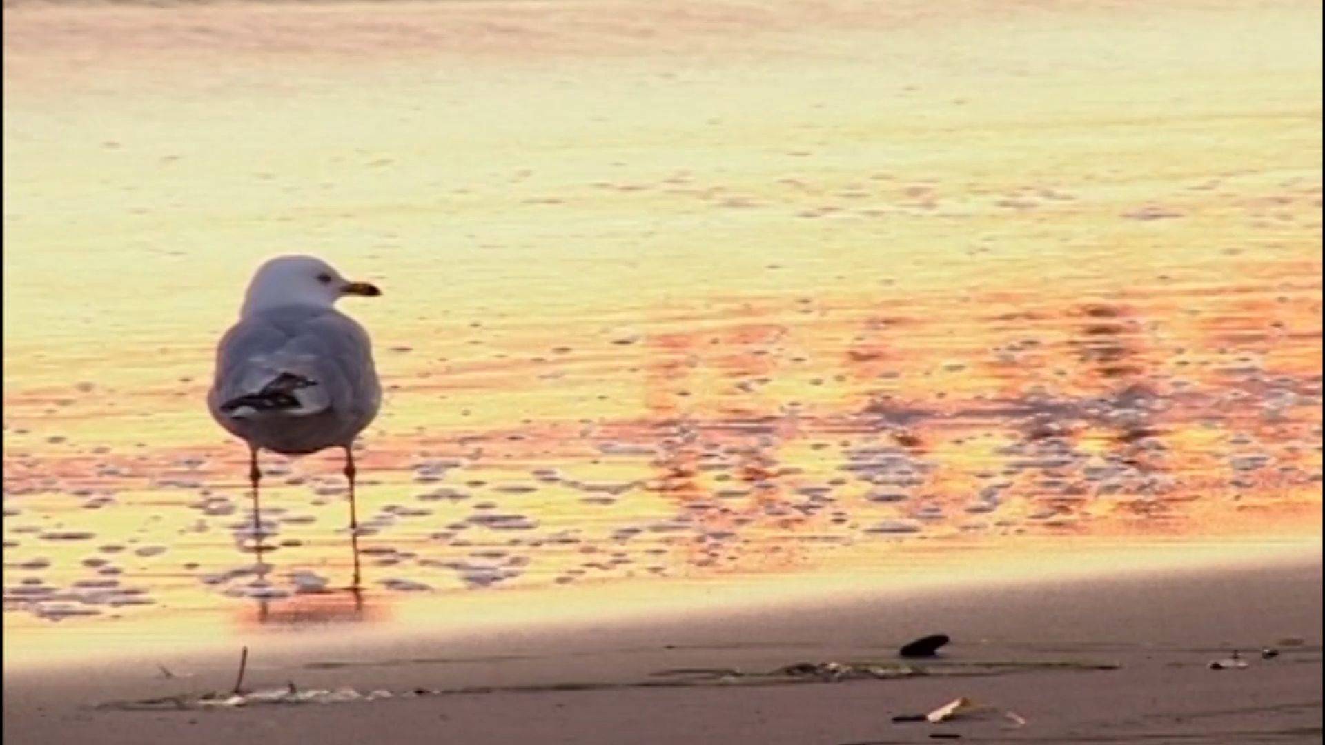 Leonard Cohen - Bird On A Wire (Video & Harp Mix)