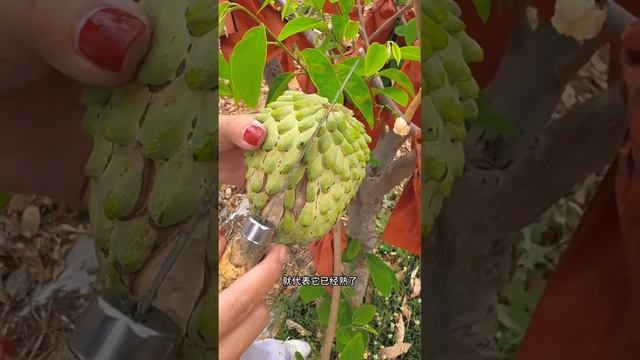 Benefits fruit cutting skills eating so sweet fresh with beautiful natural fruit farm #2024 #fruit смотреть онлайн