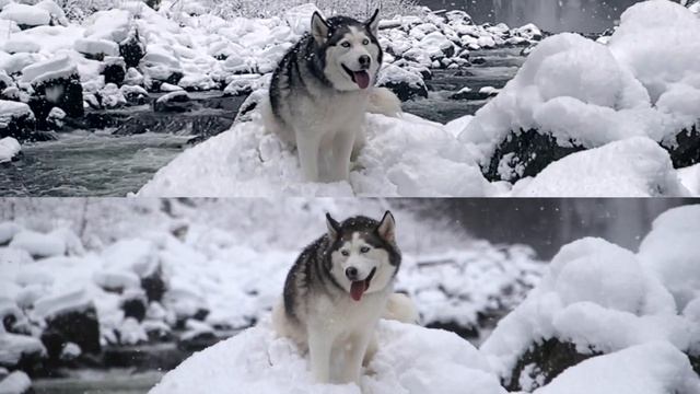 iPhone 11 Pro Max Vs. $7500 DSLR Camera! смотреть онлайн