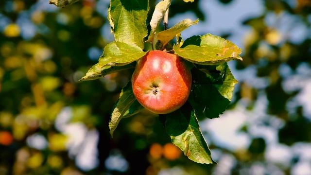 An Apple Tree and Our Parents | kids story in english | english story video with subtitles смотреть онлайн