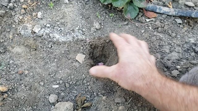 Посадка чеснока по клубнике осенью. смотреть онлайн