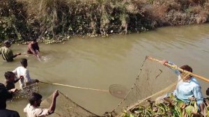 Electrofishing From Canal | Fishing with Fish stunner | Fishing With Electric Generator