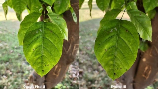 Google Pixel 8 VS iPhone 15 Camera Test Comparison смотреть онлайн