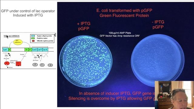 Primer on CrisprOFF, DNA Methylation and Crispr смотреть онлайн