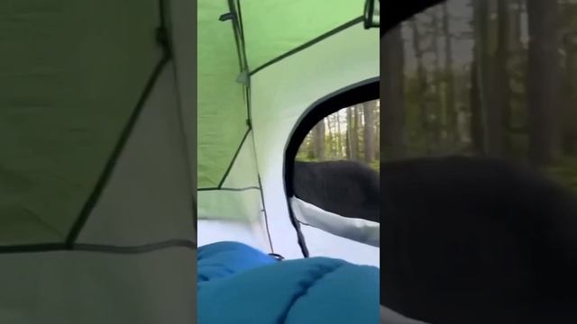 Прикольные зверюшки смотреть онлайн