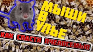 Ошибки пчеловода. Мышь в улье зимой. Как спасти пчелосемью. A mouse in a hive in winter.