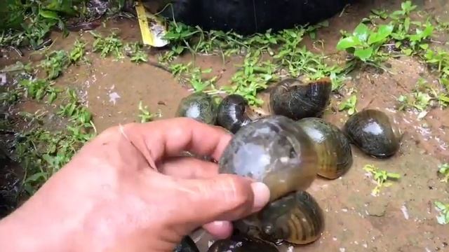 Catching and Cooking Golden Kuhol ( Golden Apple Snail 🐌 ) смотреть онлайн