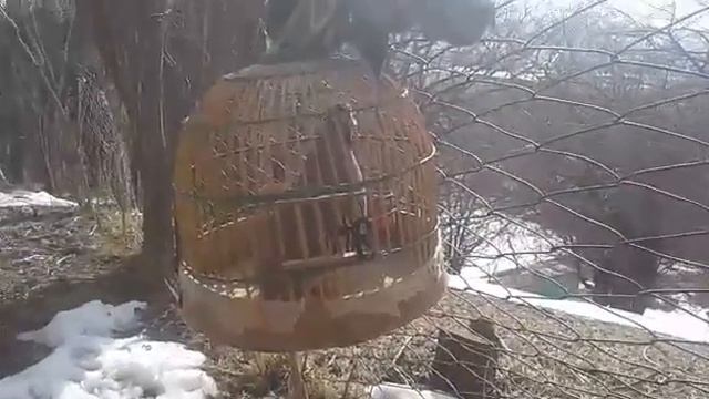 Сайрон Ак мойнок смотреть онлайн