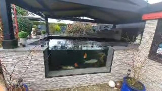 Wayside Koi & Lifestyle is live смотреть онлайн