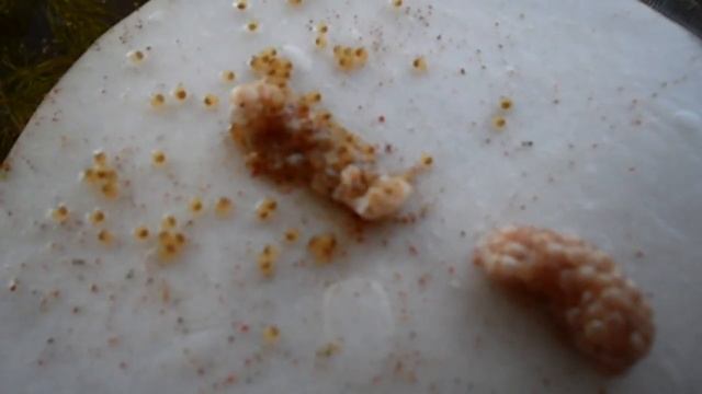 Golden Apple Snail Clutch Hatched смотреть онлайн