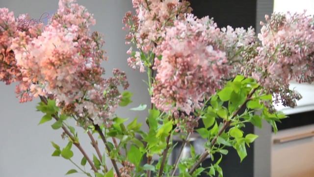 Putting the lilacs in a vase. смотреть онлайн