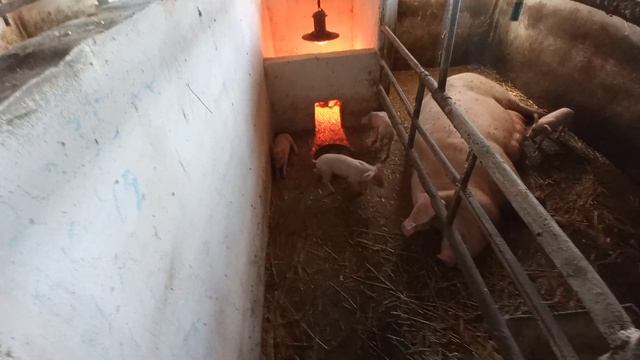 Огляд господарства🐖🐤//Що вигодніше відгодівля чи свиноматки 🤑//Мій варіант 💸 смотреть онлайн