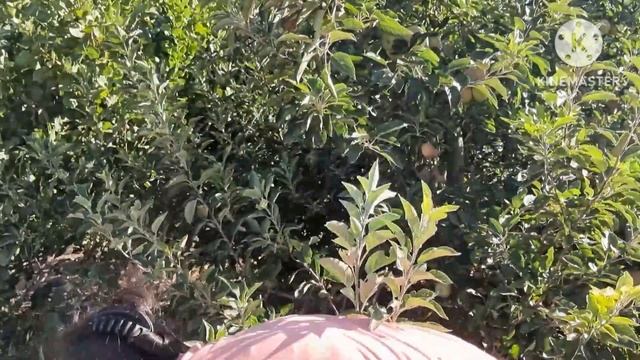 PICKING DELICIOUS APPLE | Moments with Liza смотреть онлайн
