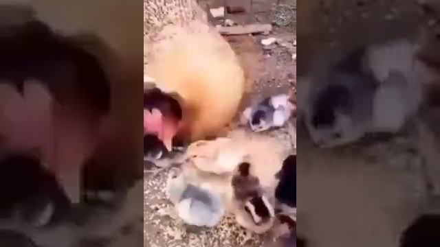 «ПРИЧИПИЛСЯ» смотреть онлайн