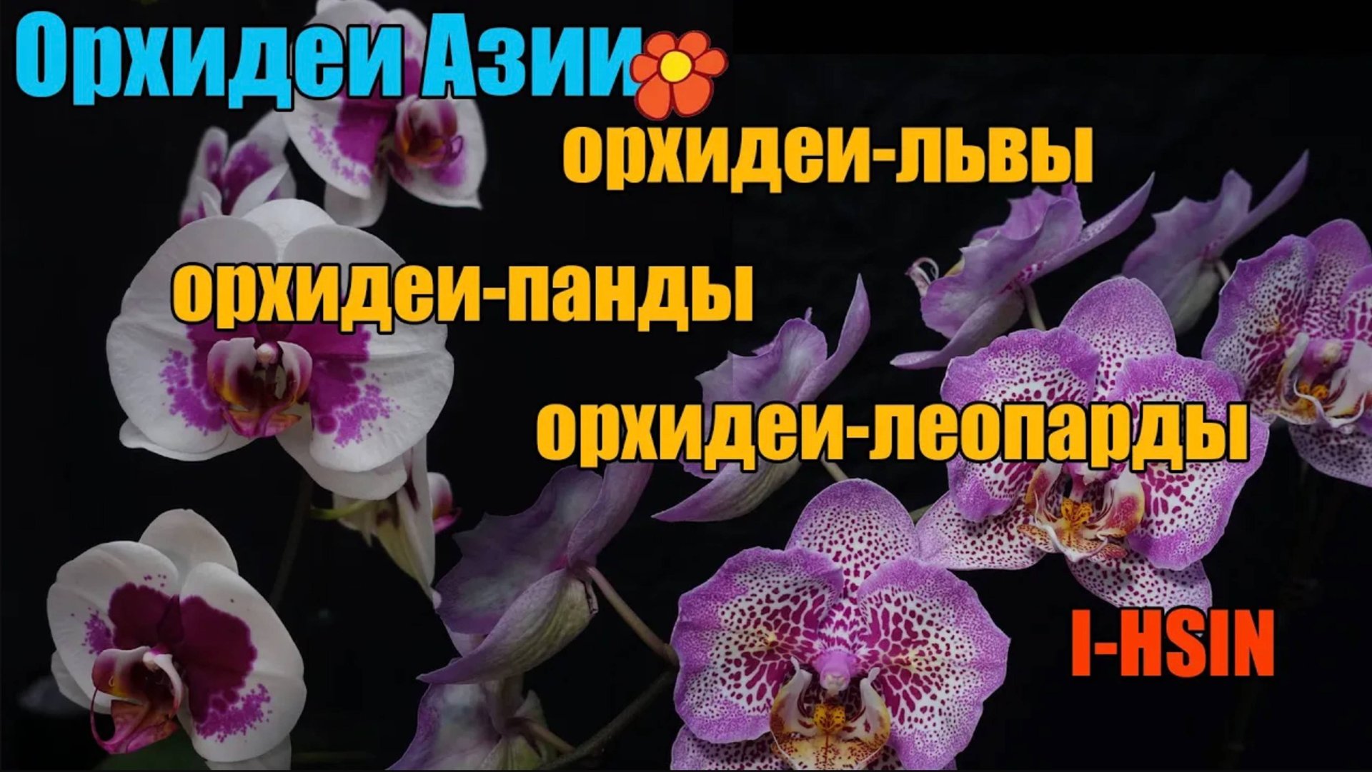 I-Hsin самые красивые сорта смотреть онлайн