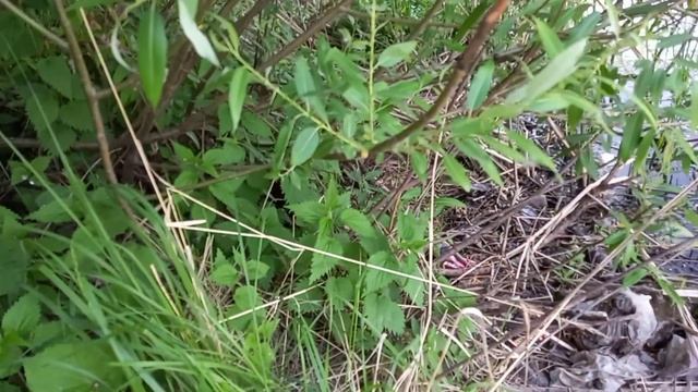 Выпуск ондатры 29.05.21 смотреть онлайн