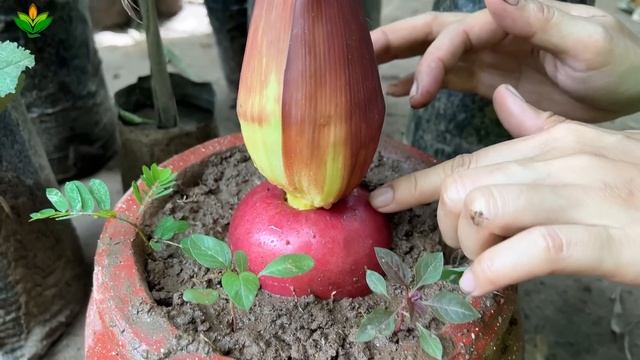 The Best Method Of Grafting Banana Trees From Banana With Apple Fruit | Grafting Banana Tree
