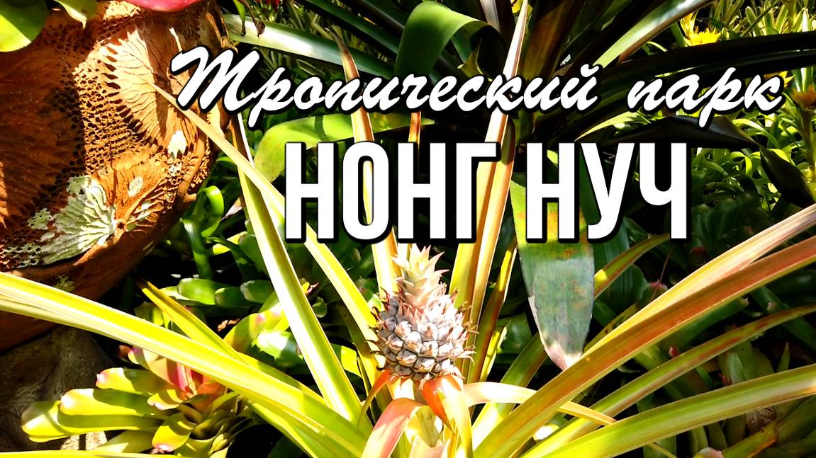 Тропический парк мадам Нонг Нуч и гигантская тропическая рыба Арапайма смотреть онлайн