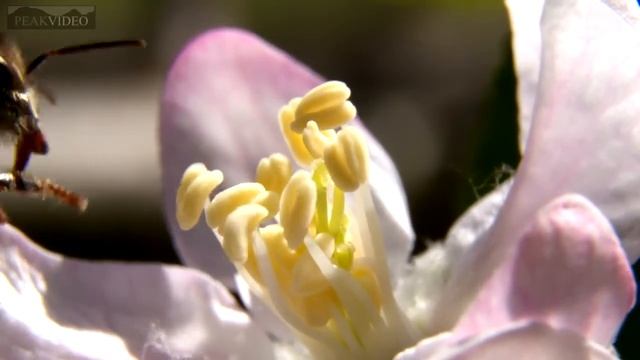 bees in slow motion pollinating apple blossoms смотреть онлайн