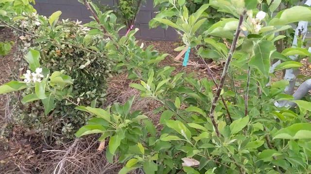 Apples and Asian Pear fruiting and grafts, how they fruit, when they fruit, and what to look for. смотреть онлайн