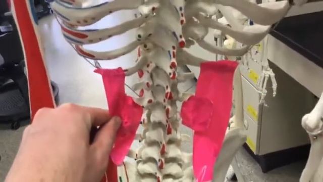 Quadratus Lumborum смотреть онлайн