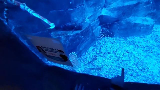 Воронежский океанариум 2022 смотреть онлайн
