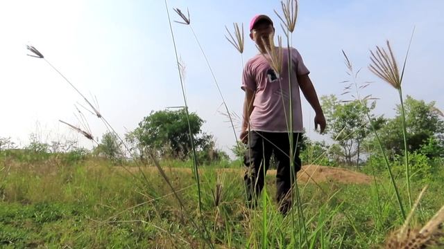 Great..Discover How to Grafting Jack-fruit And Apple Use Fresh Panda Milk With Duck Egg смотреть онлайн