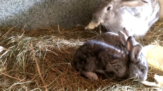 Как растут Кролики - How to grow Rabbit (1 episode) смотреть онлайн