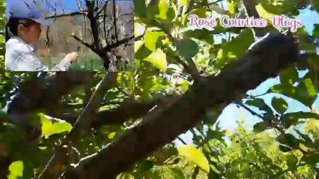 DO THIS IN YOUR APPLE TREES | TIPS HOW TO GET RID OF WOOLY APHIDS смотреть онлайн