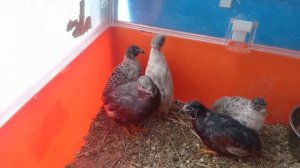 Перепела китайские расписные продажа