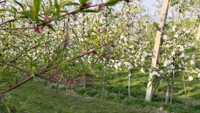 Red Delicious Blooming смотреть онлайн