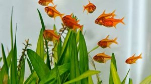 Тетра Аманда -  маленькая, пресноводная аквариумная рыбка из семейства харациновых.