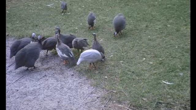 Hillbillies by Hot APPLE PIE смотреть онлайн