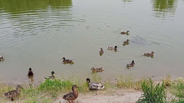 @likelera2384 Беларусь, г. Гродно прогулка в парке лето 2023 г. смотреть онлайн