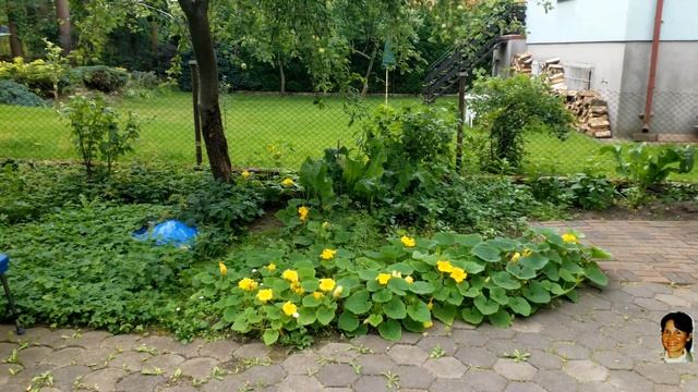 The apples are already turning red ...😋 Jabłka już się czerwienią ...😋 りんごはもう赤くなっています。 4K смотреть онлайн