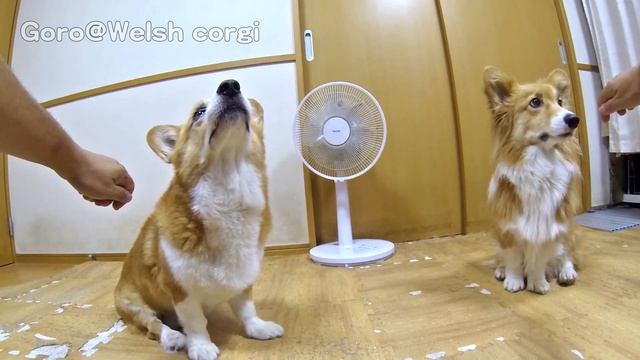 Master Goro & Padawan Roku eye contact / マスター ゴロー パダワン ロク アイコンタクト 20180809 dog cat コーギー 犬 猫 смотреть онлайн