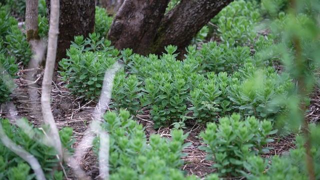 Sedum (Stonecrop): A Seldom-Touched Forager's Find #sedum #stonecrop #foraging смотреть онлайн