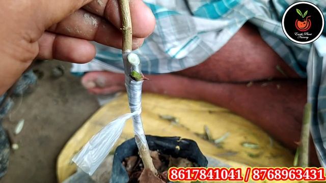 How To Grow Apple Ber Plant||Apple Ber Ki Kheti||Apple Ber Grafting||Apple Ber Nursery In Kolkata смотреть онлайн
