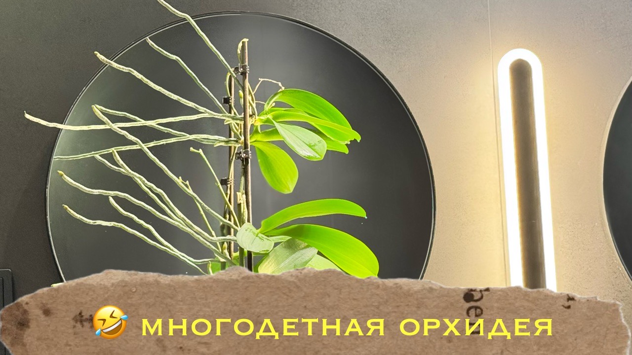 Сюрприз из цветочного магазина 😂 орхидея с детками 🎉🥰💗 #phal #orchidflower #orchidworld смотреть онлайн