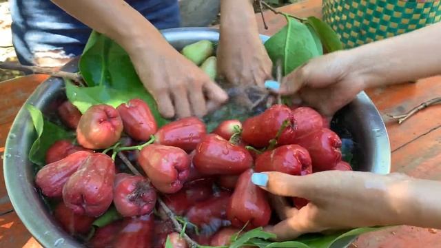 Pick rose apple fruit in my homeland and eating with chili salt смотреть онлайн