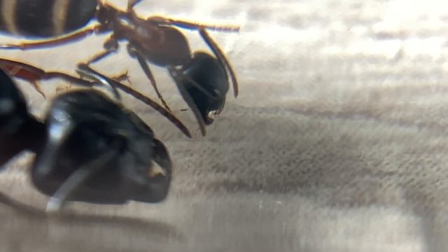 Кампонотус Геркулианус (Camponotus herculeanus). Муравей древоточец. Обзор вида муравьев №2 смотреть онлайн