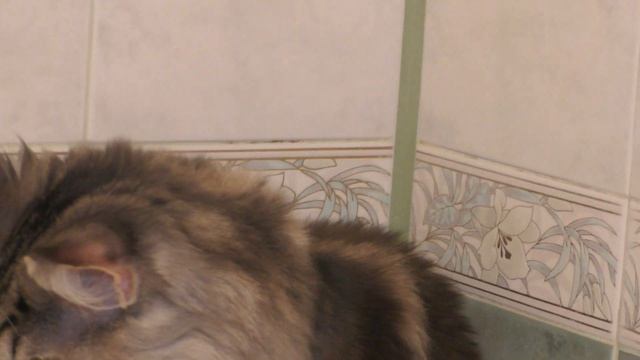 Main Coon Feromon Forest Rich 6.5 месяцев смотреть онлайн