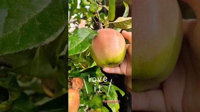 you are the apple of my eye 🍎😁 #applepicking #pomme #apple #fruit смотреть онлайн