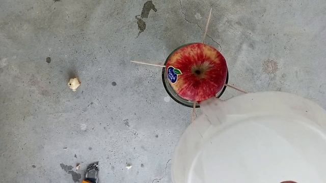 How To Grow Apple 🍎 Tree From Apple| Growing Apple tree With Class Of Water (Complete Growing Guide смотреть онлайн