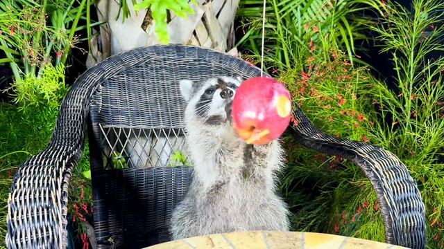 Raccoons Play with Apple and Wash It смотреть онлайн