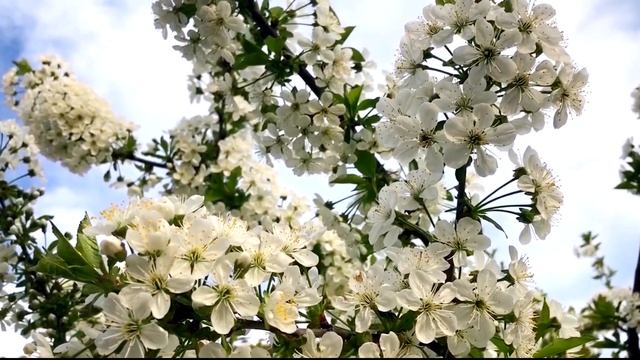 Желаю тебе , Земля моя ! Ансамбль Багатель смотреть онлайн